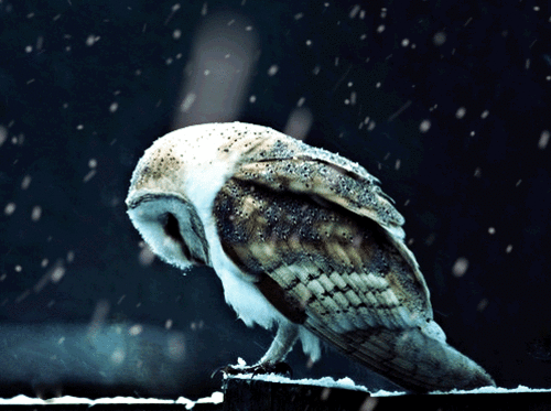 Noble owl